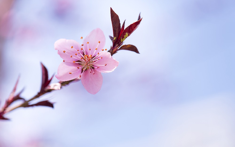 字體侵權案例、字體侵權賠償與用字安全警示